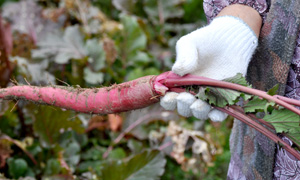 片平あかねは冬の野菜