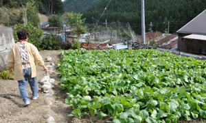 守られる伝統野菜