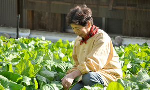 野菜作りをしていて